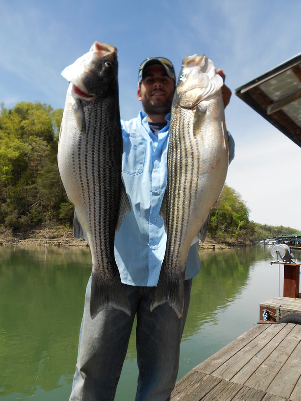 Kentucky Afield Outdoors: Striped bass fishing at Lake Cumberland improving  after challenging years - NKyTribune